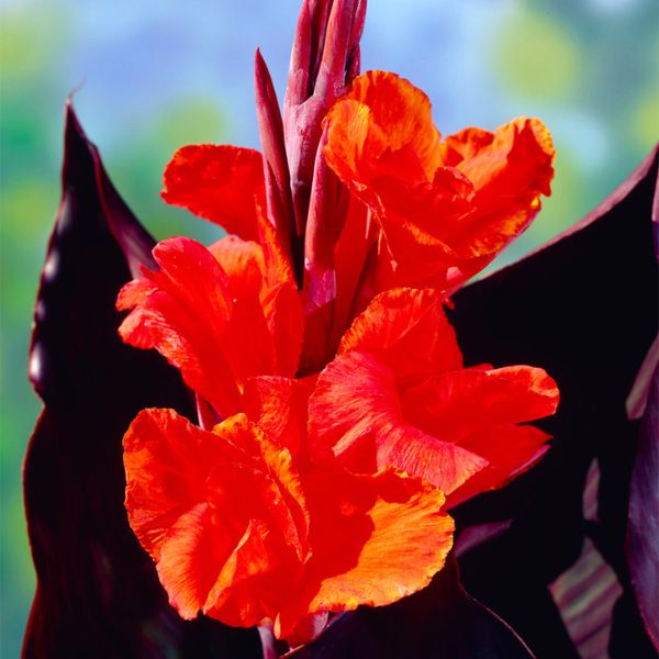 Red King Humbert Canna Lily Up Close Bloom
