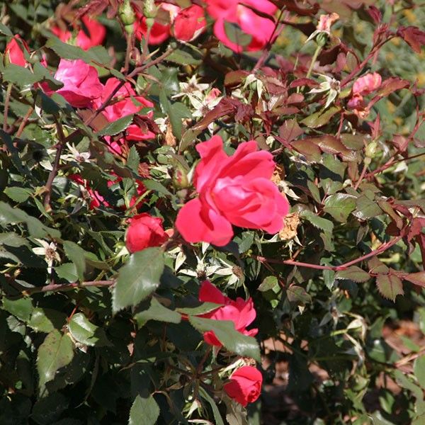 Close-up of red rosa flowers on Red Knock Out® Shrub Rose.