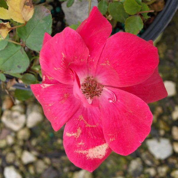 Deciduous foliage of Red Knock Out® Shrub Rose (Rosa 'Radrazz') in a garden setting.