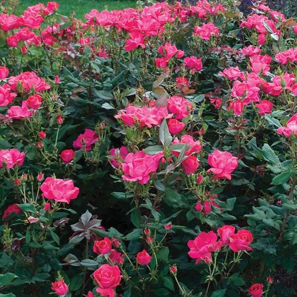 Red Knock Out® Shrub Rose (Rosa 'Radrazz'), a shrub featuring red flowers and deciduous.