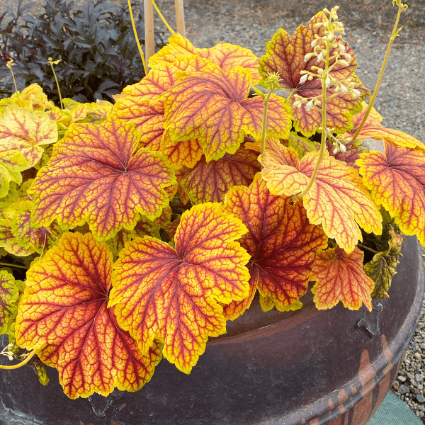 Red Lightning Coral Bells (Heuchera 'Red Lightning' PP27,767) growing in a garden landscape, showing mature perennial form.