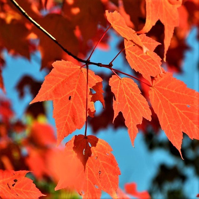 Red Maple Tree (Acer rubrum) growing in a garden landscape, showing mature tree form.