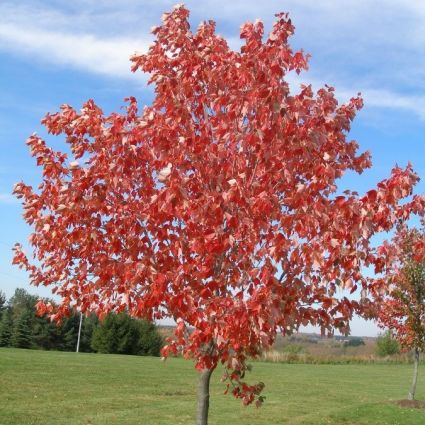 Deciduous foliage of Red Sunset® Maple Tree (Acer rubrum 'Franksred') in a garden setting.