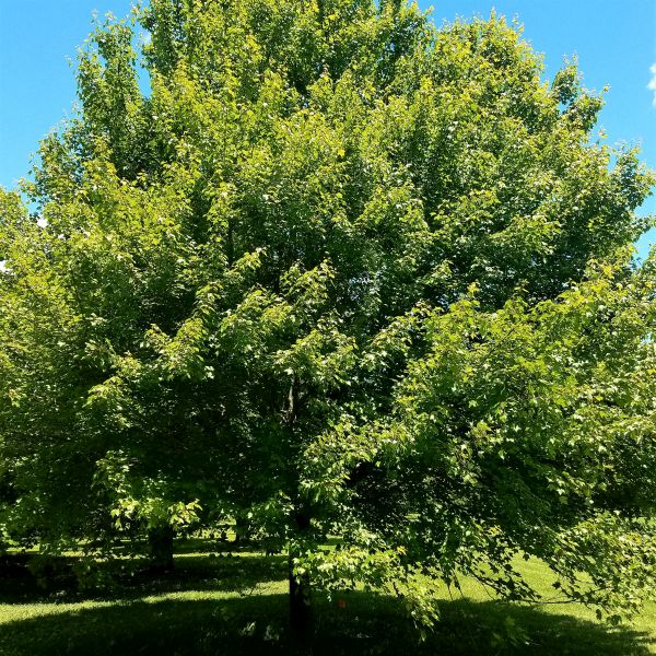 Red Sunset® Maple Tree (Acer rubrum 'Franksred'), a tree featuring red flowers and deciduous.