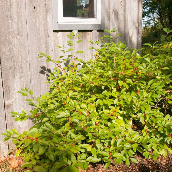 Yellow, Green to Purple, Bronze fall foliage on Red Sprite Holly (Ilex verticillata 'Red Sprite').