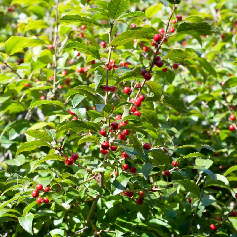 Red Sprite Holly (Ilex verticillata 'Red Sprite') shrub detail, image 6 of 6.