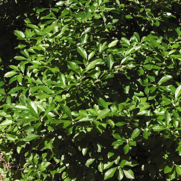Red Sprite Holly (Ilex verticillata 'Red Sprite'), a shrub featuring white flowers and deciduous.