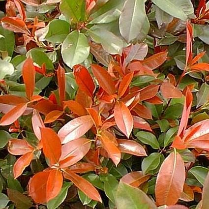 Close-up of white photinia flowers on Red Tip Photinia blooming in late spring.