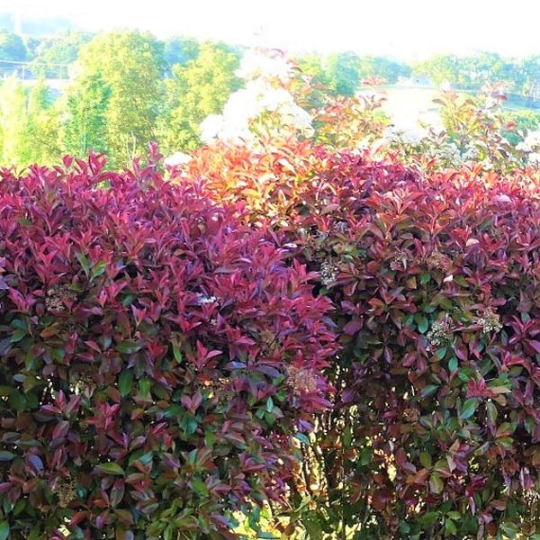 Broad-Leaved Evergreen foliage of Red Tip Photinia (Photinia x fraseri) in a garden setting.