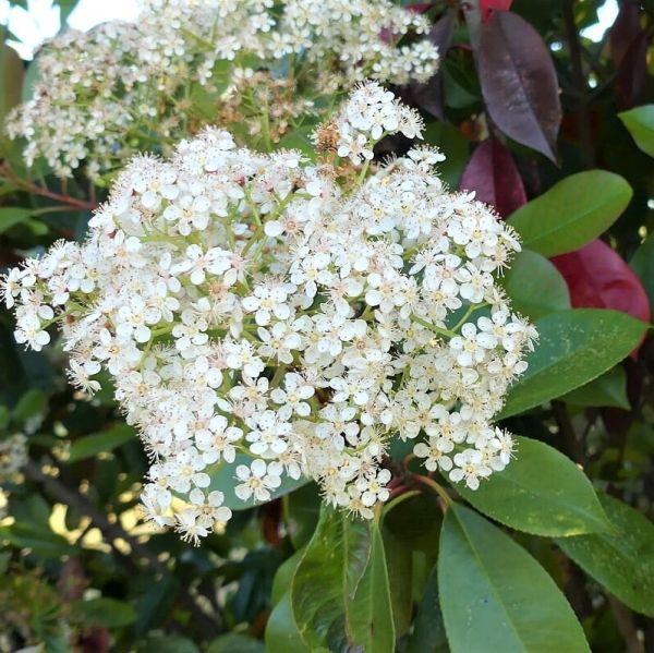 Red Tip Photinia (Photinia x fraseri) growing in a garden landscape, showing mature shrub form.