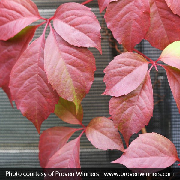 Red Wall® Virginia Creeper
