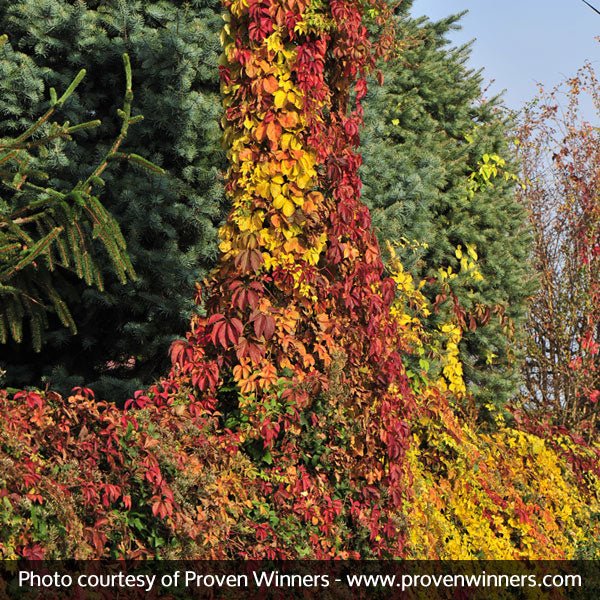 Red Wall® Virginia Creeper