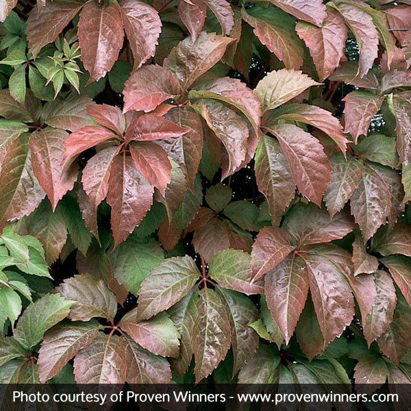 Red Wall® Virginia Creeper