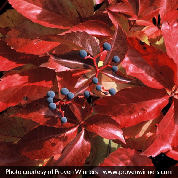 Red Wall® Virginia Creeper