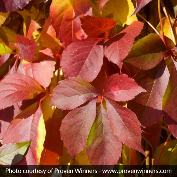 Red Wall® Virginia Creeper