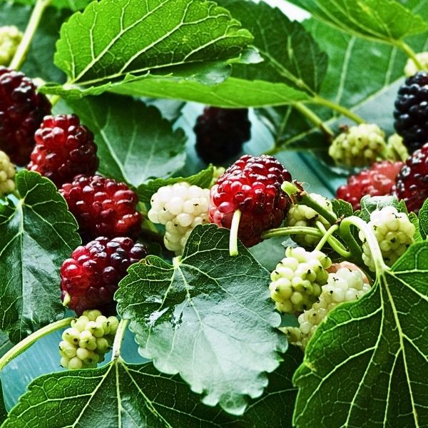 Red Mulberry Tree