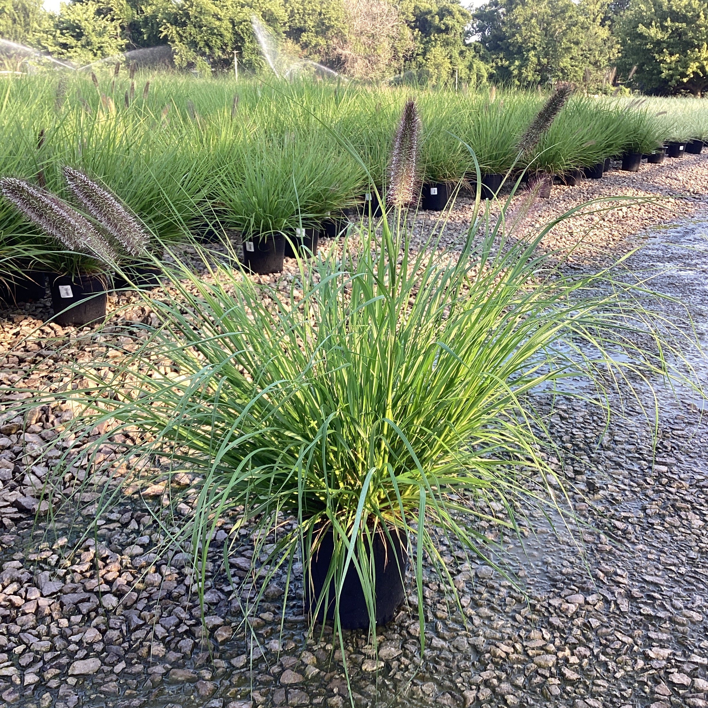 Redhead Fountain Grass