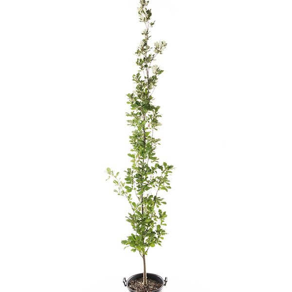 Regal Prince™ Oak Tree (Quercus robur x bicolor 'Long'), a tree featuring green flowers and deciduous.