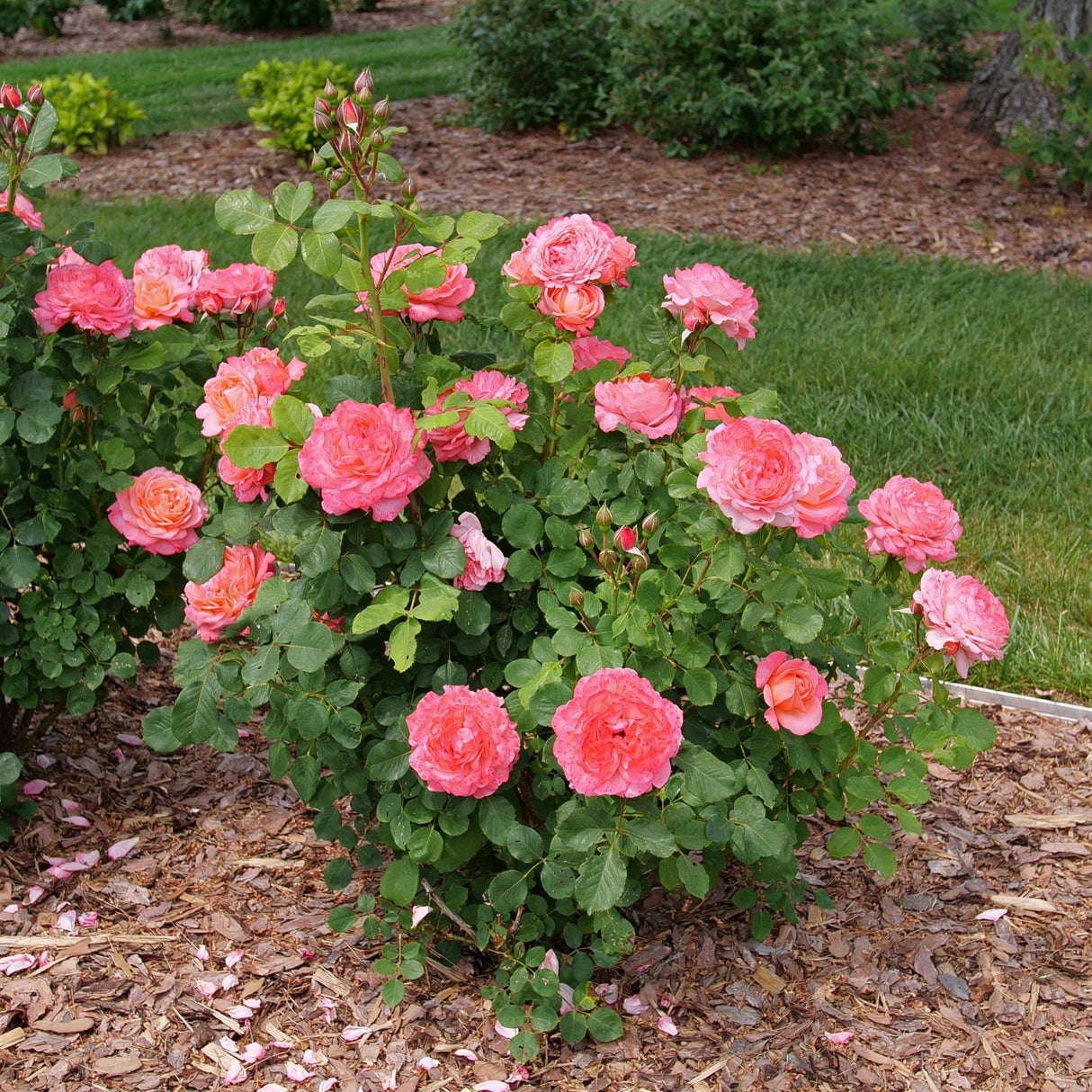 Reminiscent Coral Rose shrub, side view