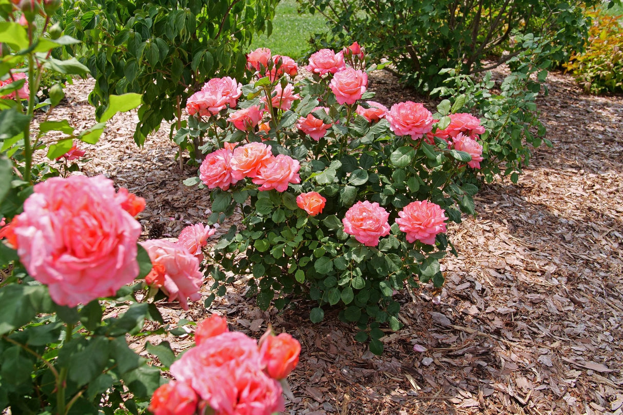 Reminiscent Coral Rose shrub, detail view