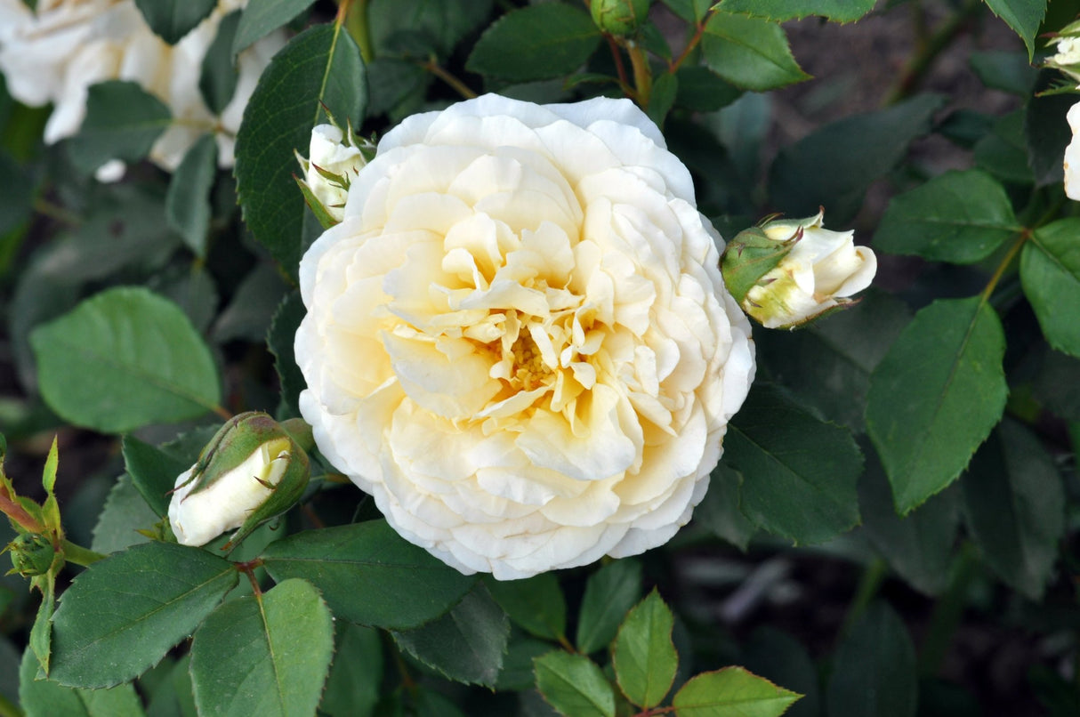 Reminiscent Crema Rose shrub, front view