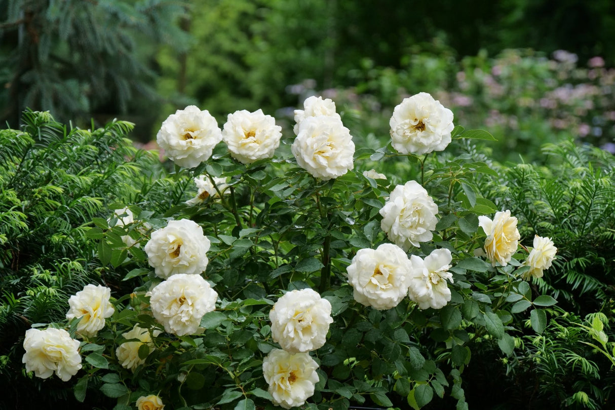 Reminiscent Crema Rose shrub, close-up