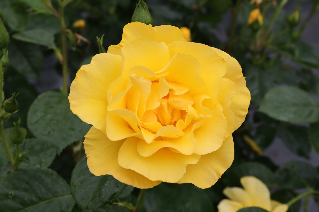 Reminiscent Yellow Rose shrub, garden view