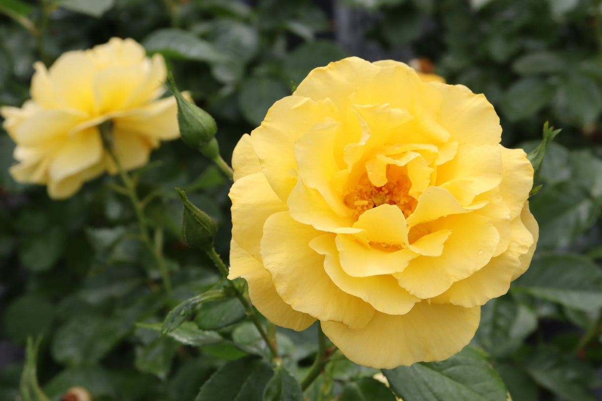 Reminiscent Yellow Rose shrub, foliage detail