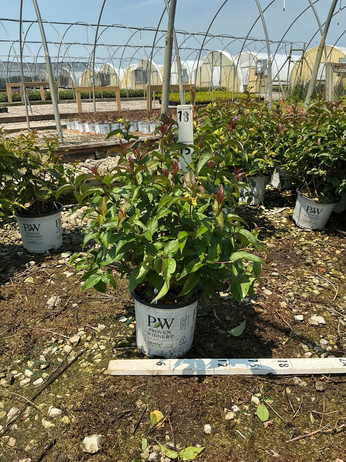 Kodiak Black Bush Honeysuckle in a Proven Winners container at a nursery greenhouse, showing dark green and burgundy foliage.