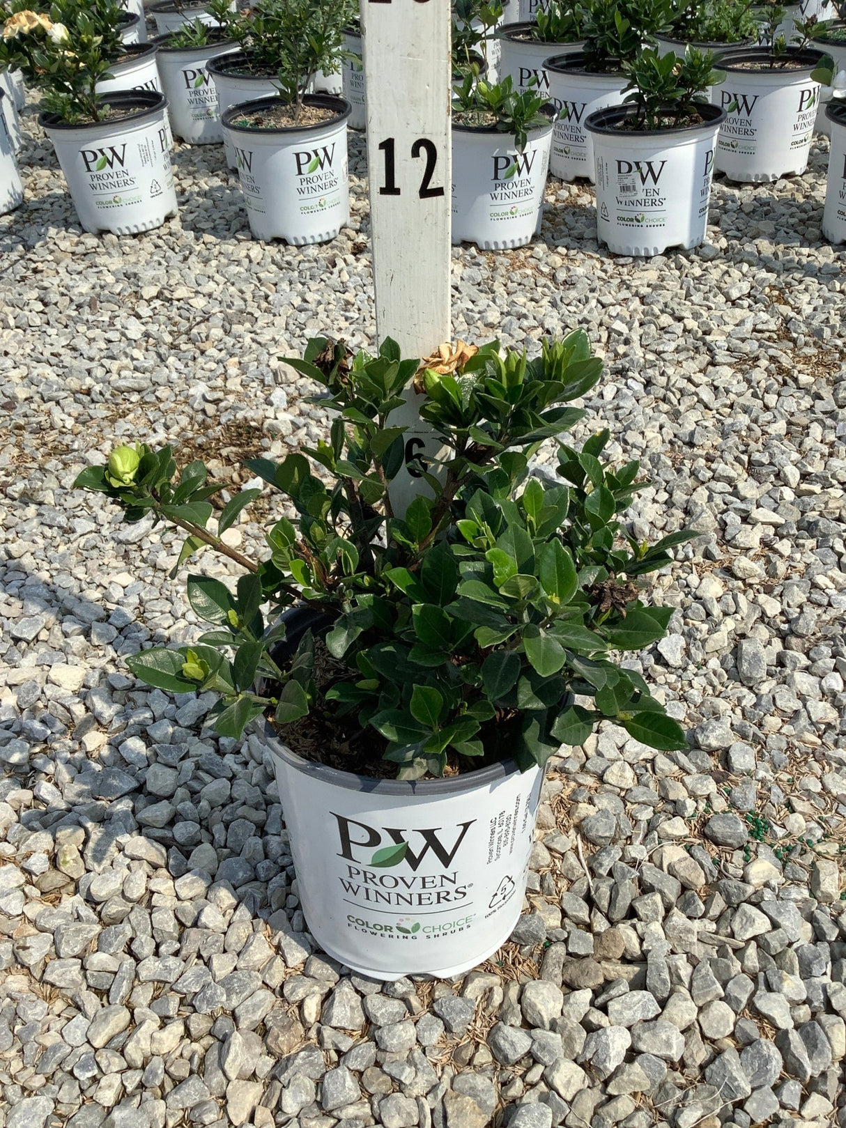 Steady as She Goes Gardenia shrub in a Proven Winners #1 container displayed on a gravel nursery bed with buds and spent blooms.