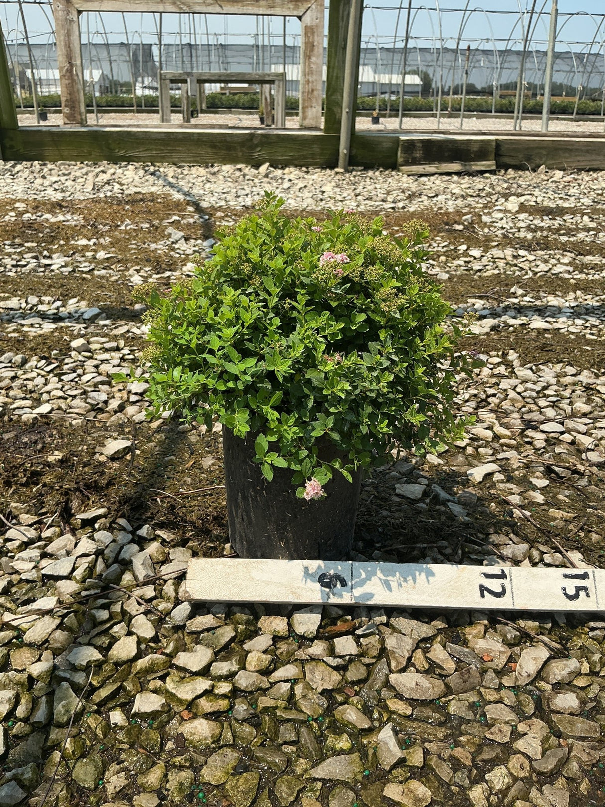 Little Princess Spirea shrub in a #1 container showing compact mounded habit with pink blooms at a nursery.