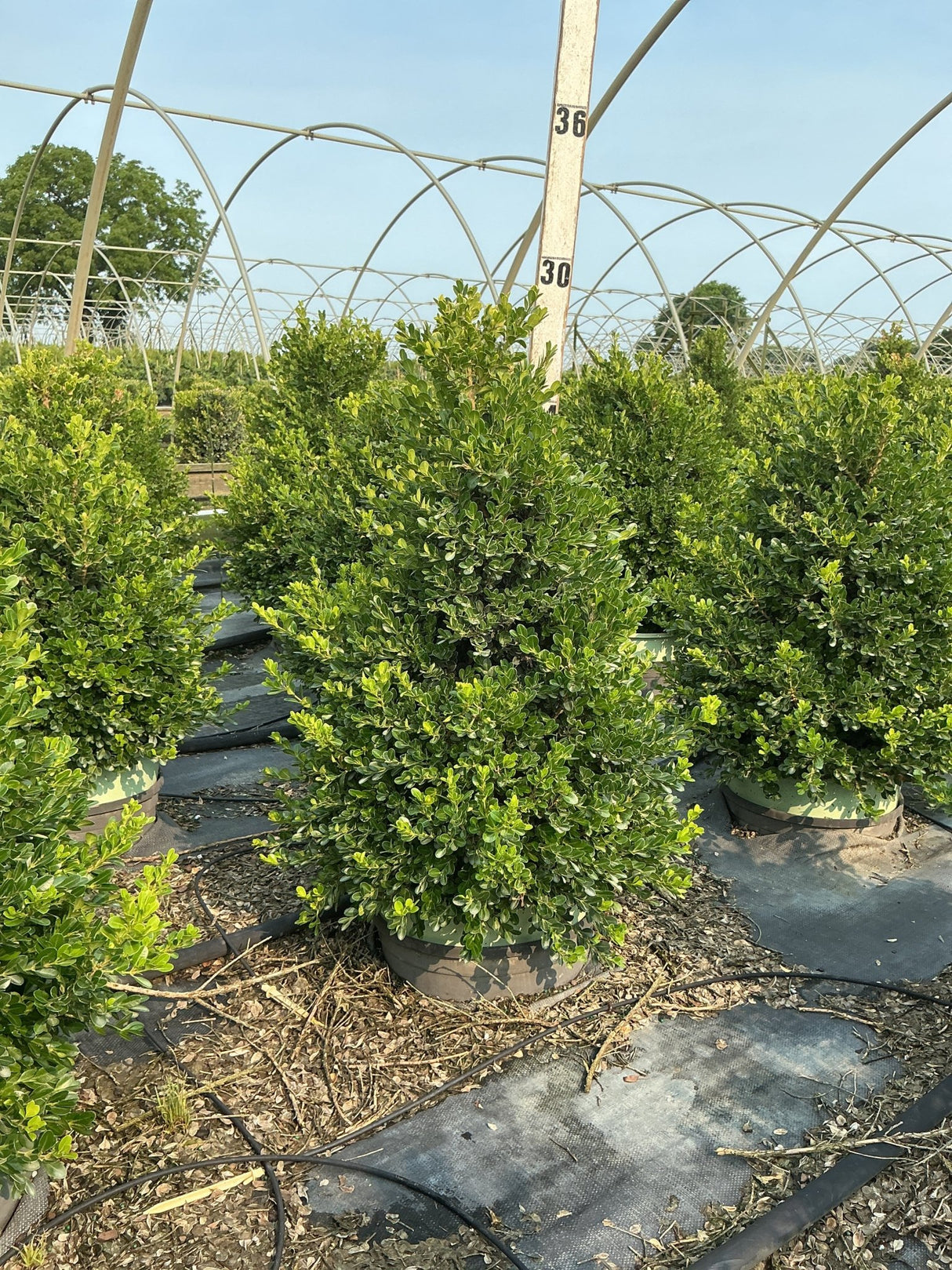 Cranberry Creek Boxwood pyramid shrub in a nursery container, showing dense dark green foliage under a greenhouse frame.