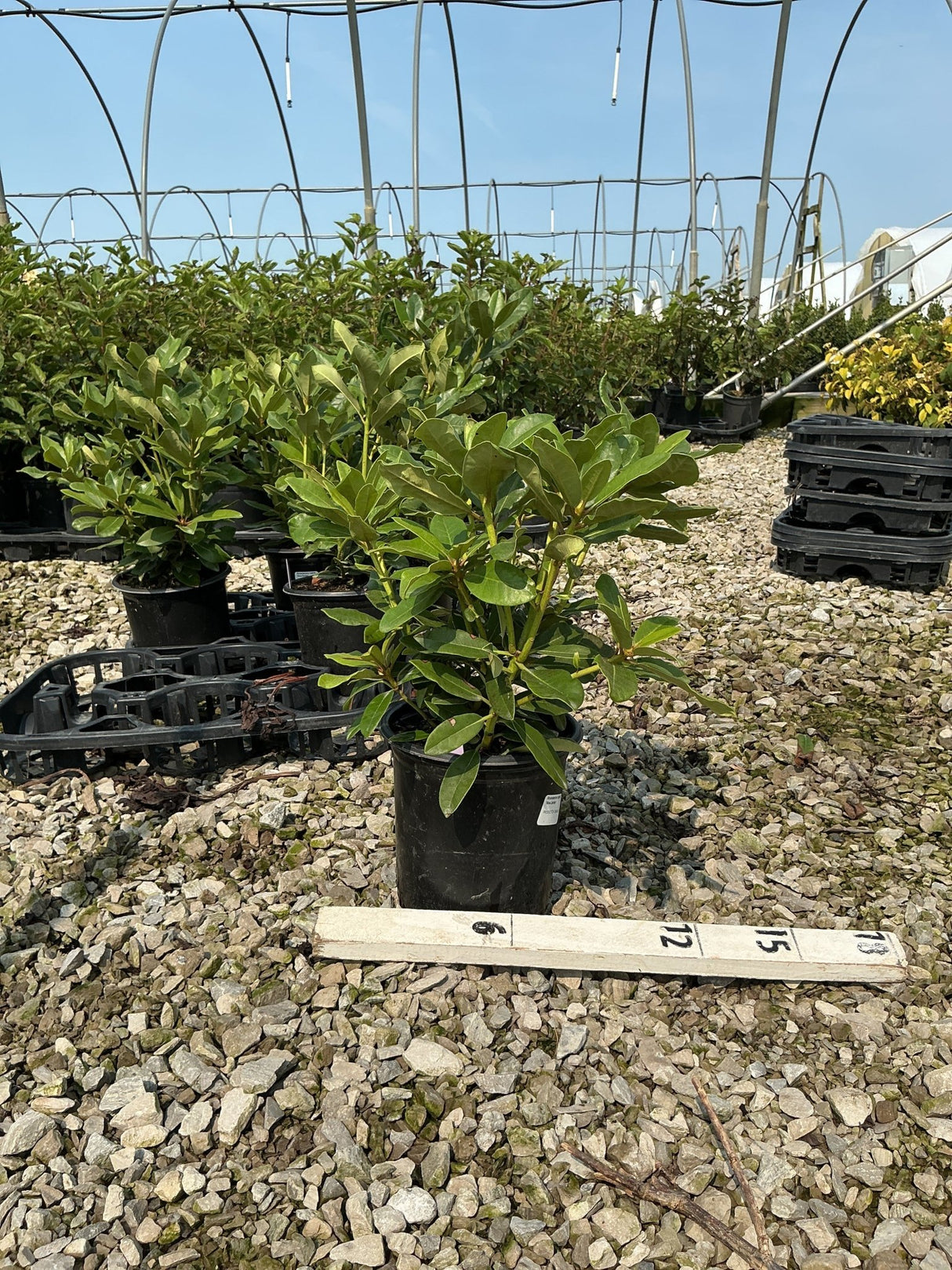 Nova Zembla Rhododendron shrub in a #1 container displayed on gravel inside a greenhouse nursery.