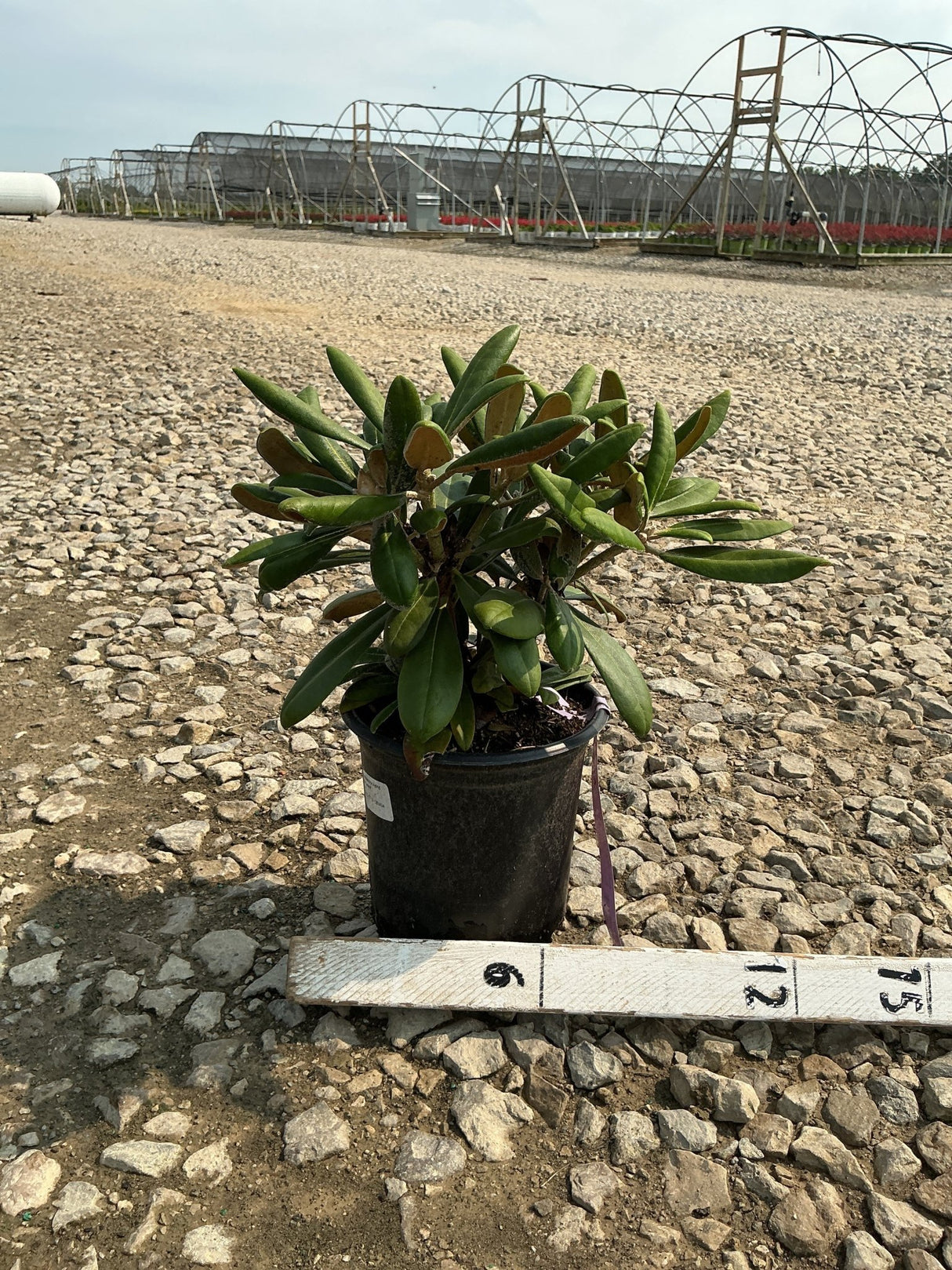 Ken Janeck Rhododendron in a #1 container with dense dark green foliage, shown with a ruler for scale at a nursery.