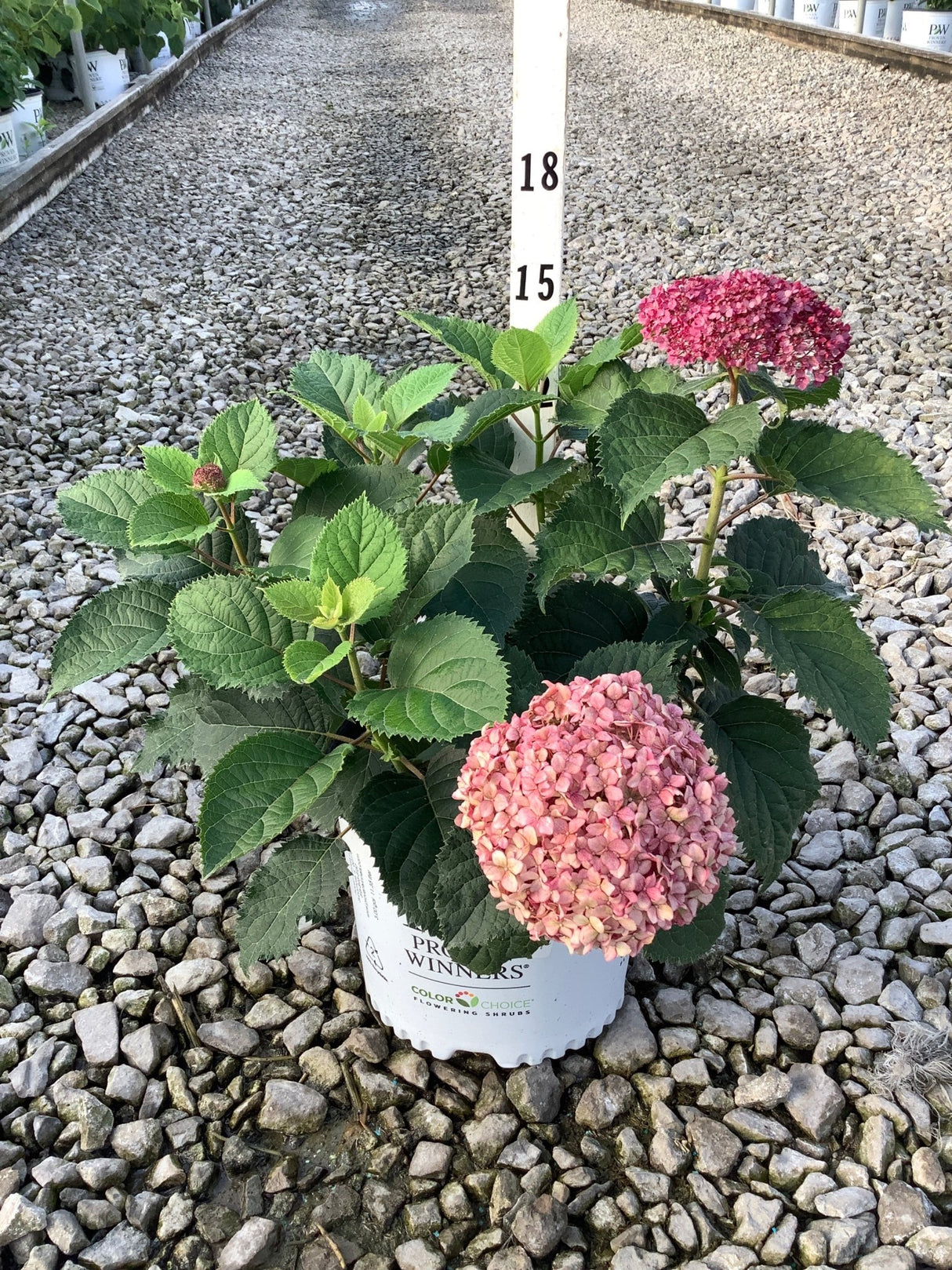 Invincibelle Ruby hydrangea in a #3 container with deep pink mophead blooms on a gravel nursery bed.