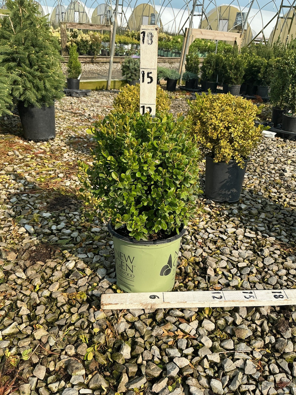 NewGen Freedom Boxwood in a green #1 container at a nursery, showing a dense rounded mound of small glossy green leaves.