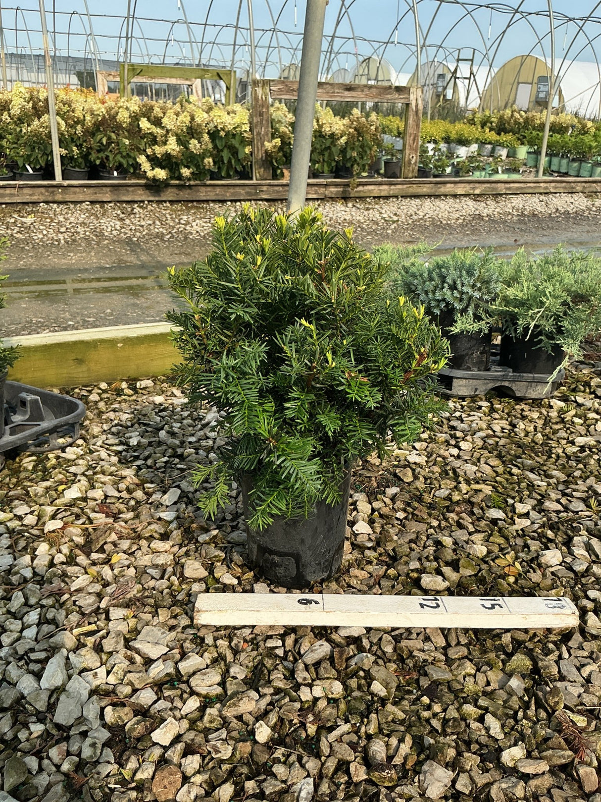 Densiformis Yew shrub in a nursery container, showing dense dark green needle foliage with bright new growth tips.