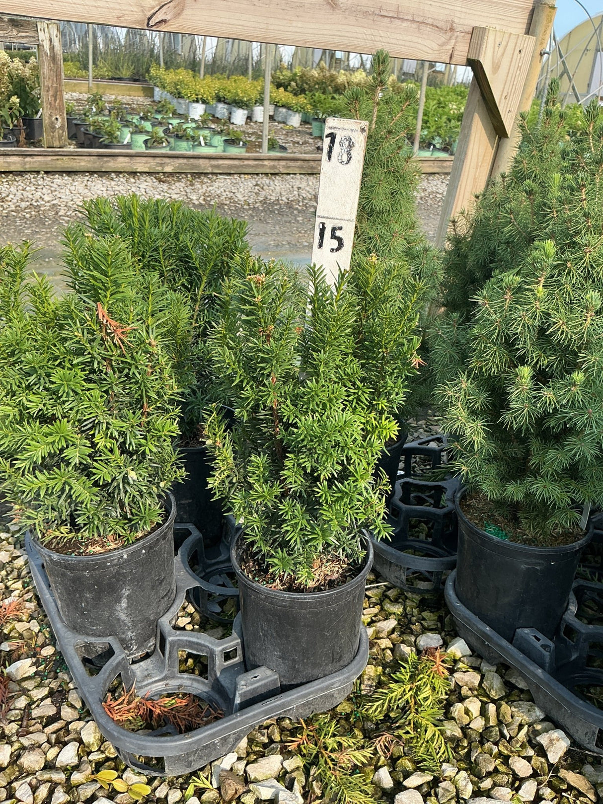 Hicks Yew shrubs in black nursery containers displayed on a gravel surface at a garden center.