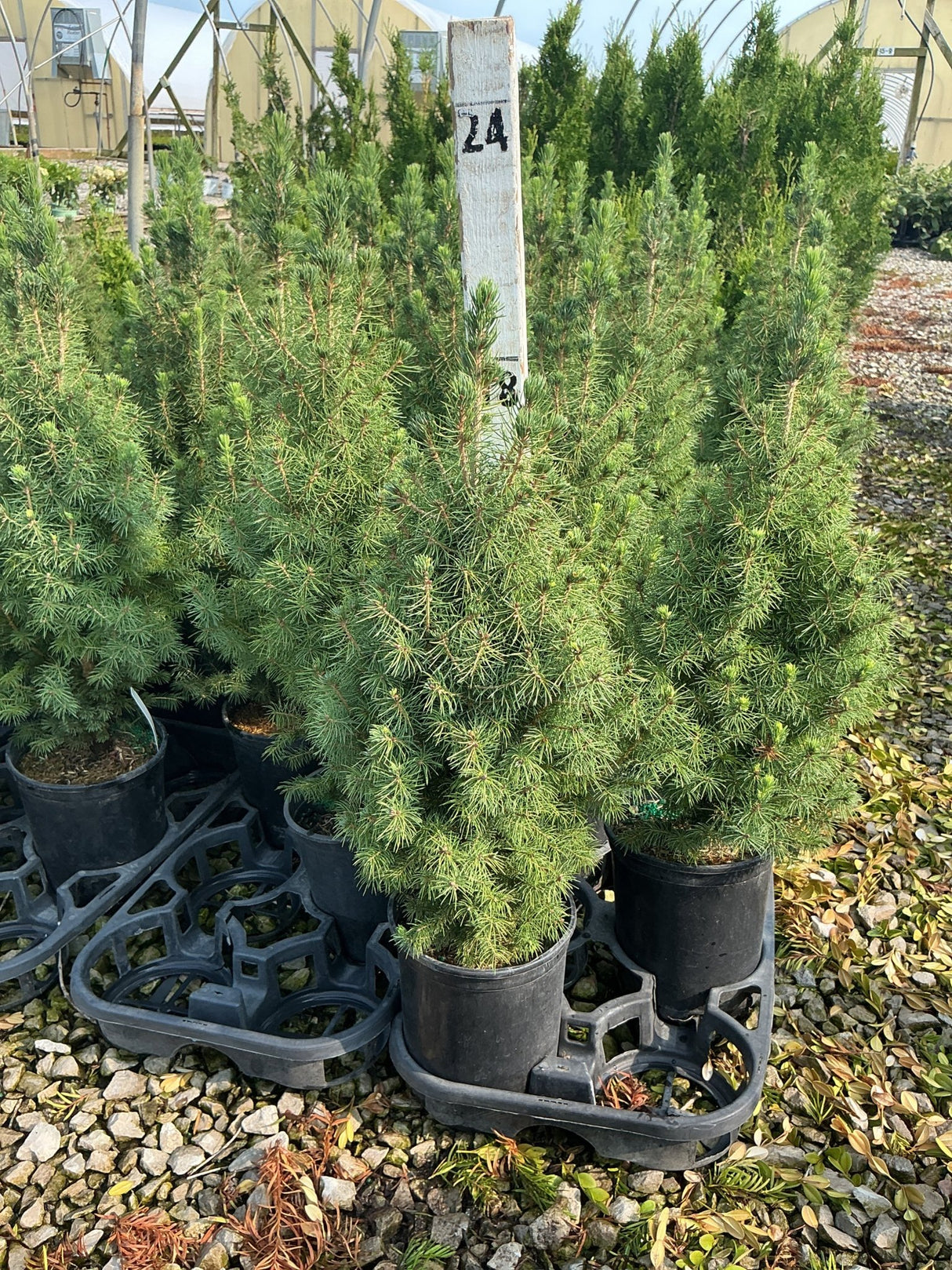 Dwarf Alberta Spruce Picea glauca Conica seedlings growing in black nursery containers on a gravel bed at a garden center.