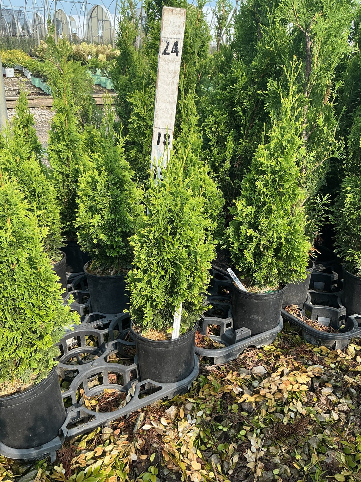 Degroot's Spire Arborvitae trees in black nursery containers at a garden center, showing tall narrow columnar habit.