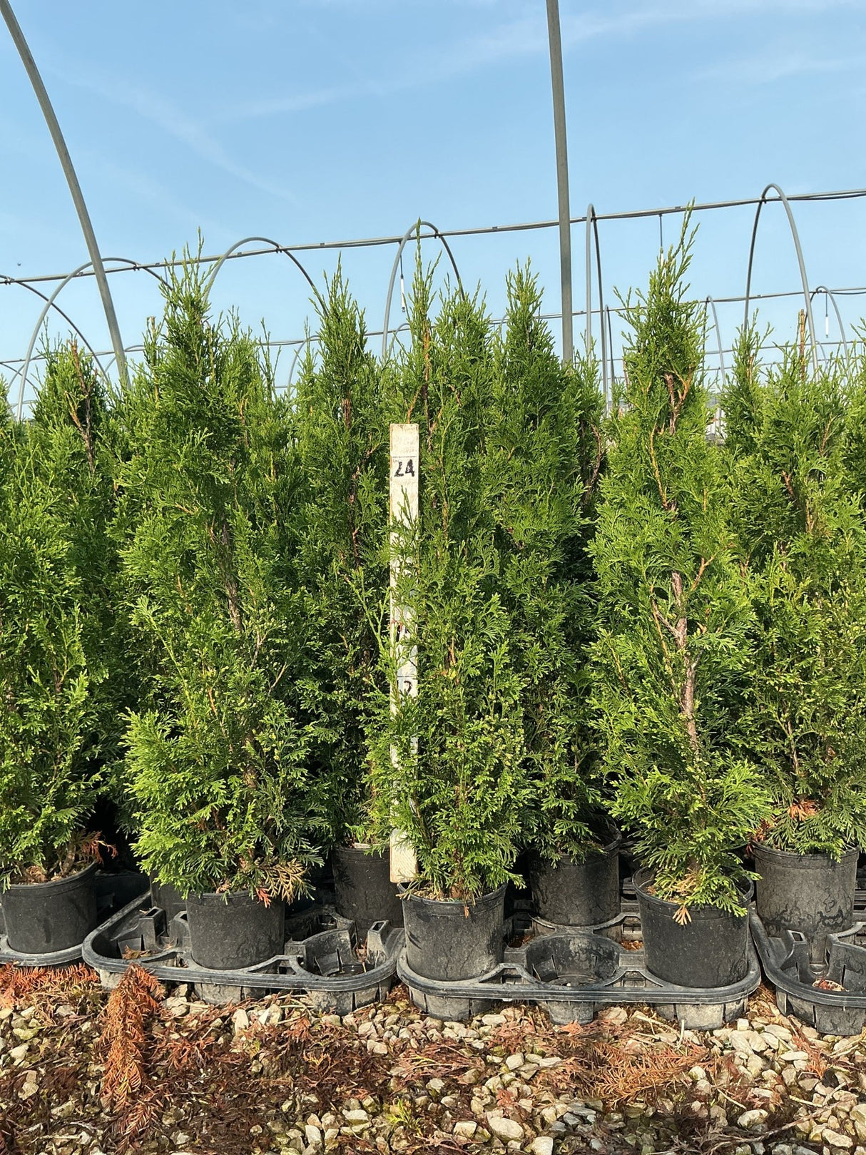 Full Speed A Hedge Thin Man Arborvitae columnar evergreens in black nursery containers at a greenhouse.