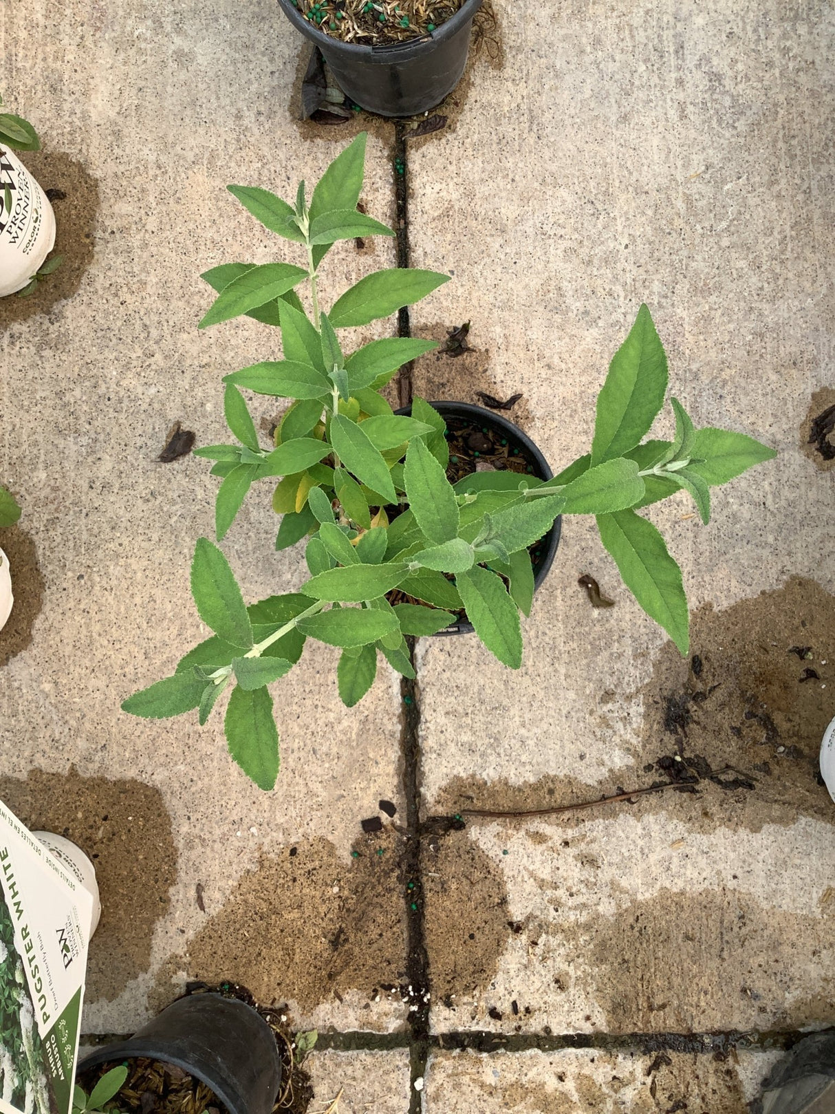 BiColor Butterfly Bush in a quart container showing lush green foliage with soft textured leaves on a nursery floor.