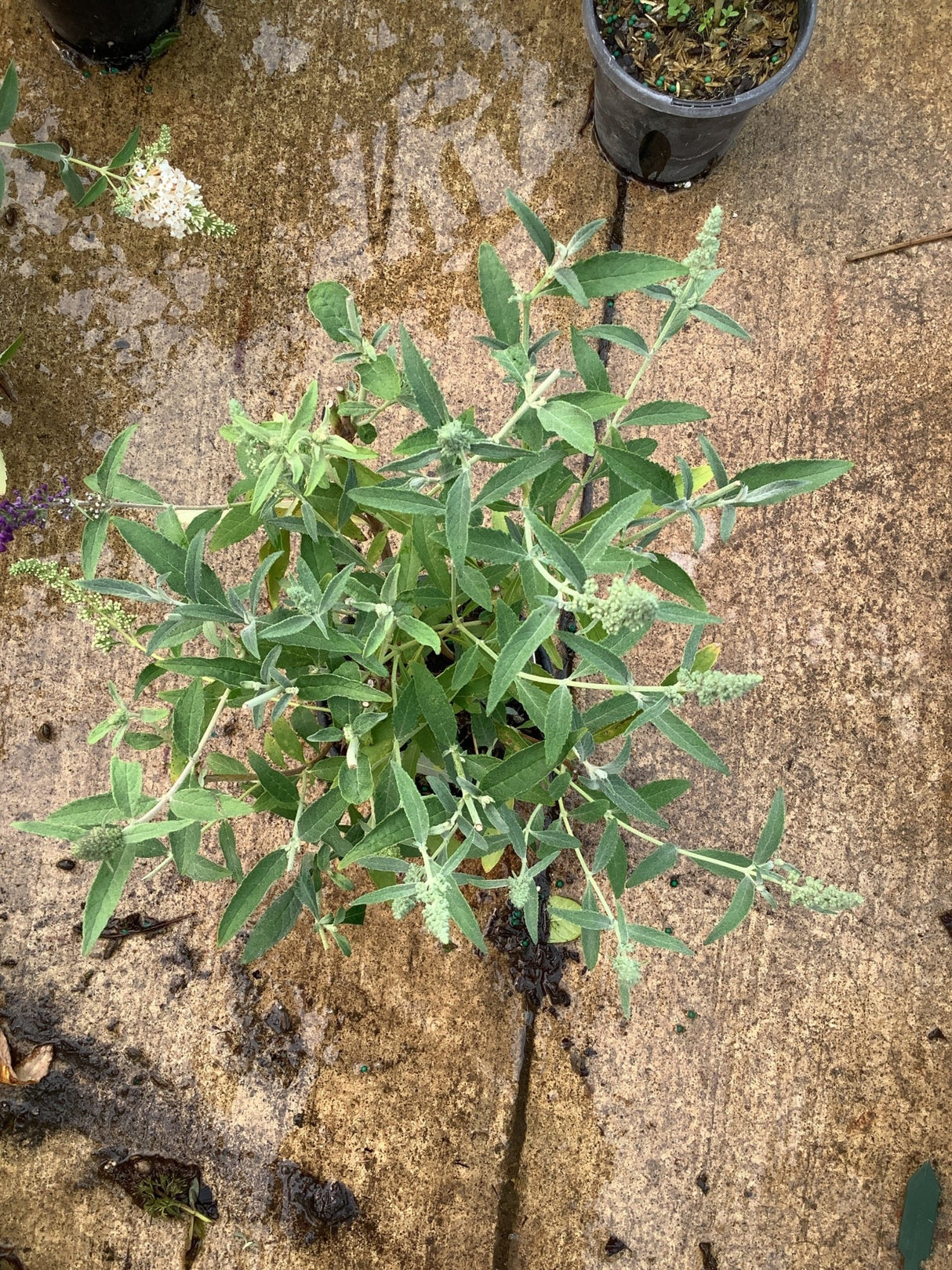Young Buddleia Buzz butterfly bush in a quart container showing dense green foliage and small white flower buds developing on multiple stems.