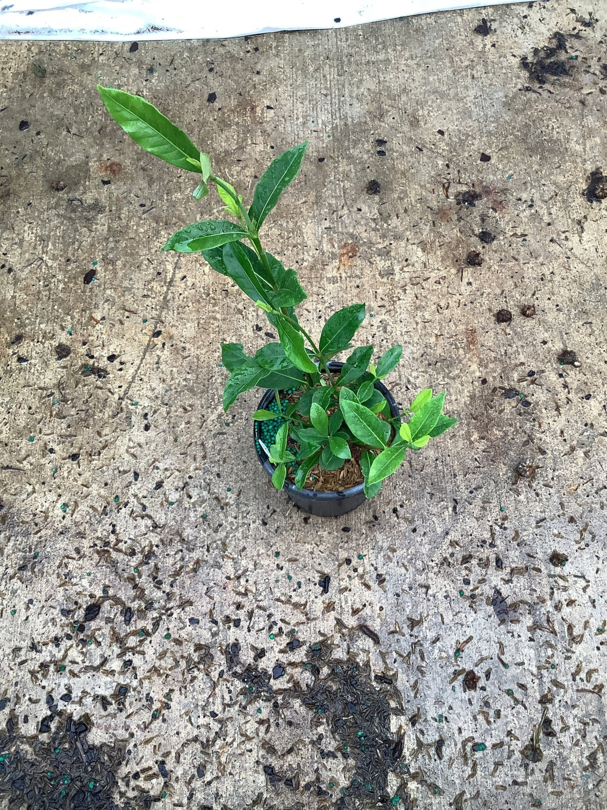 August Beauty Gardenia young plant in a quart container with glossy green foliage and new growth after watering.