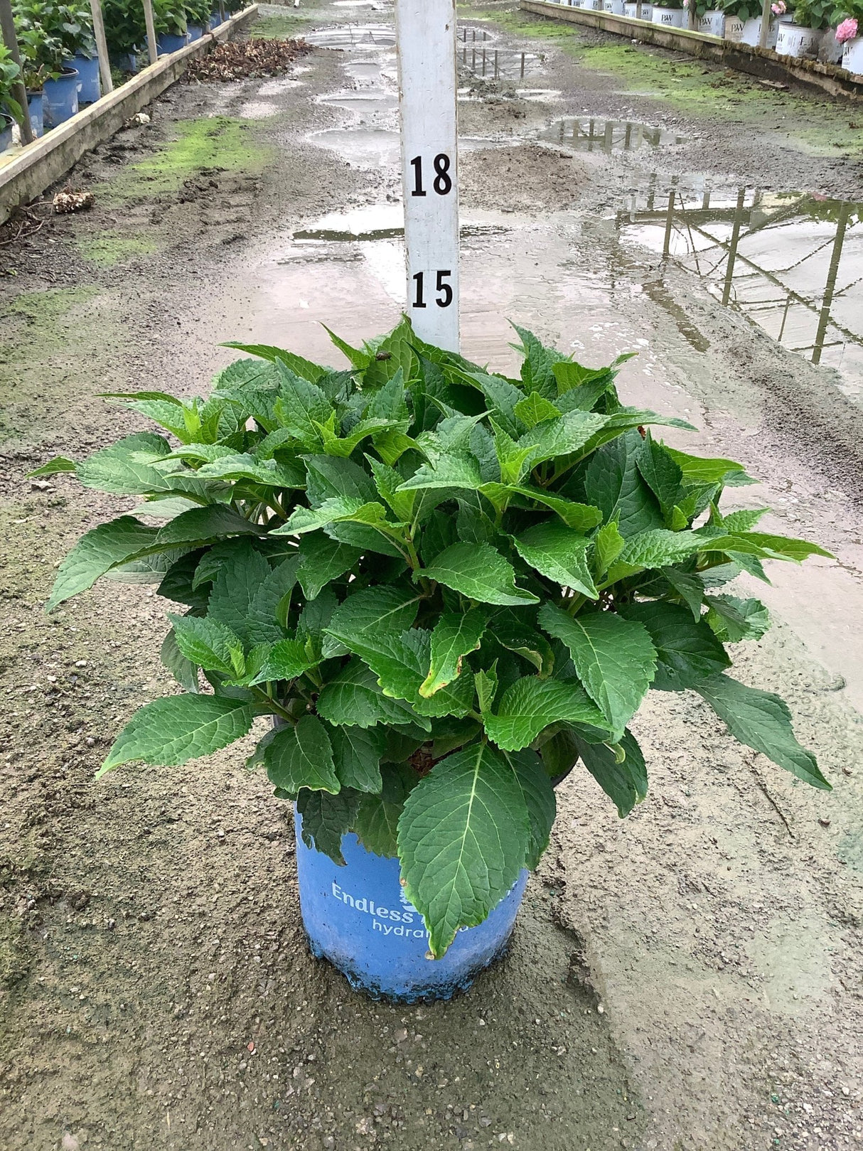 DreamCloud Reblooming Hydrangea in a blue nursery container showing lush dark green foliage before blooming.