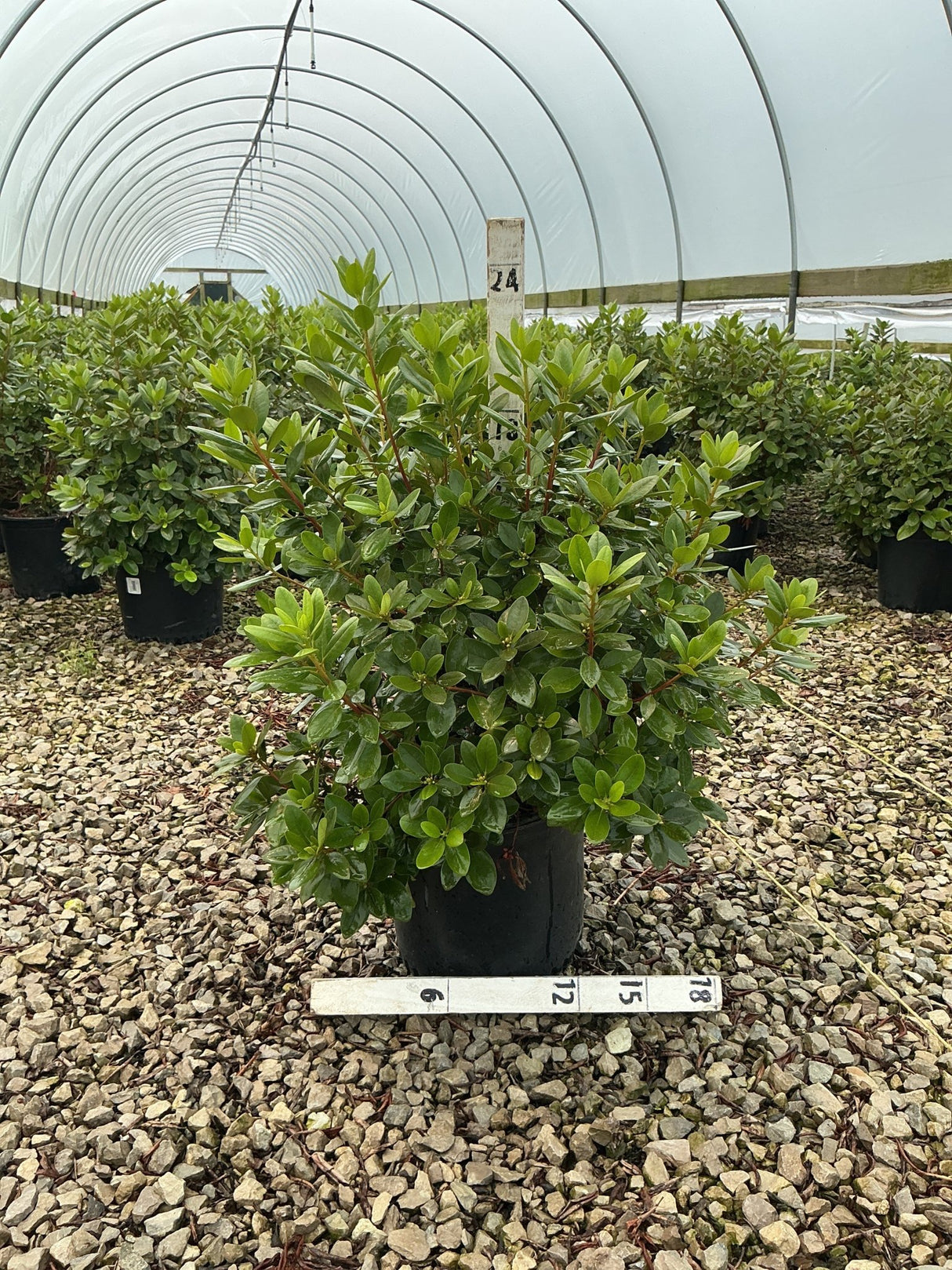 PJM Elite Rhododendron shrub in a #3 container showing dense glossy green foliage inside a greenhouse nursery.