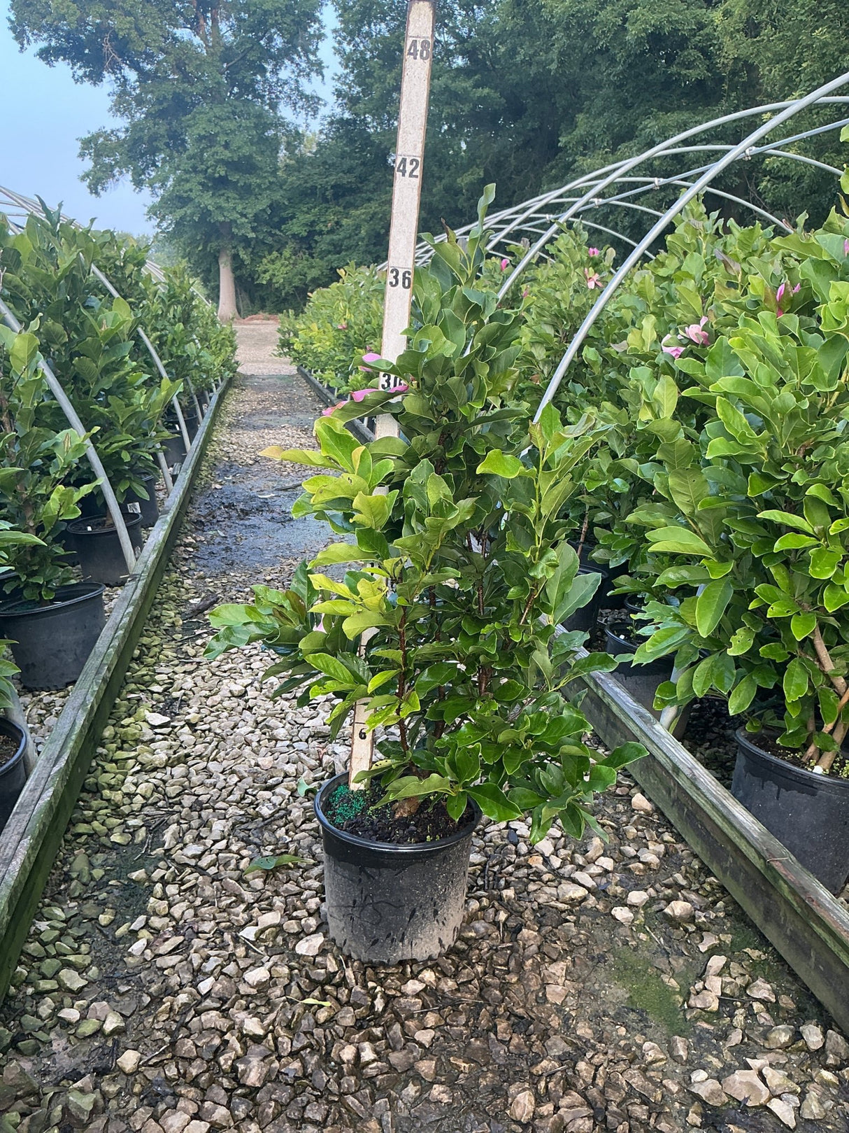 Ann Magnolia shrub in a black nursery container with glossy green foliage and pink buds, displayed in a greenhouse growing row.