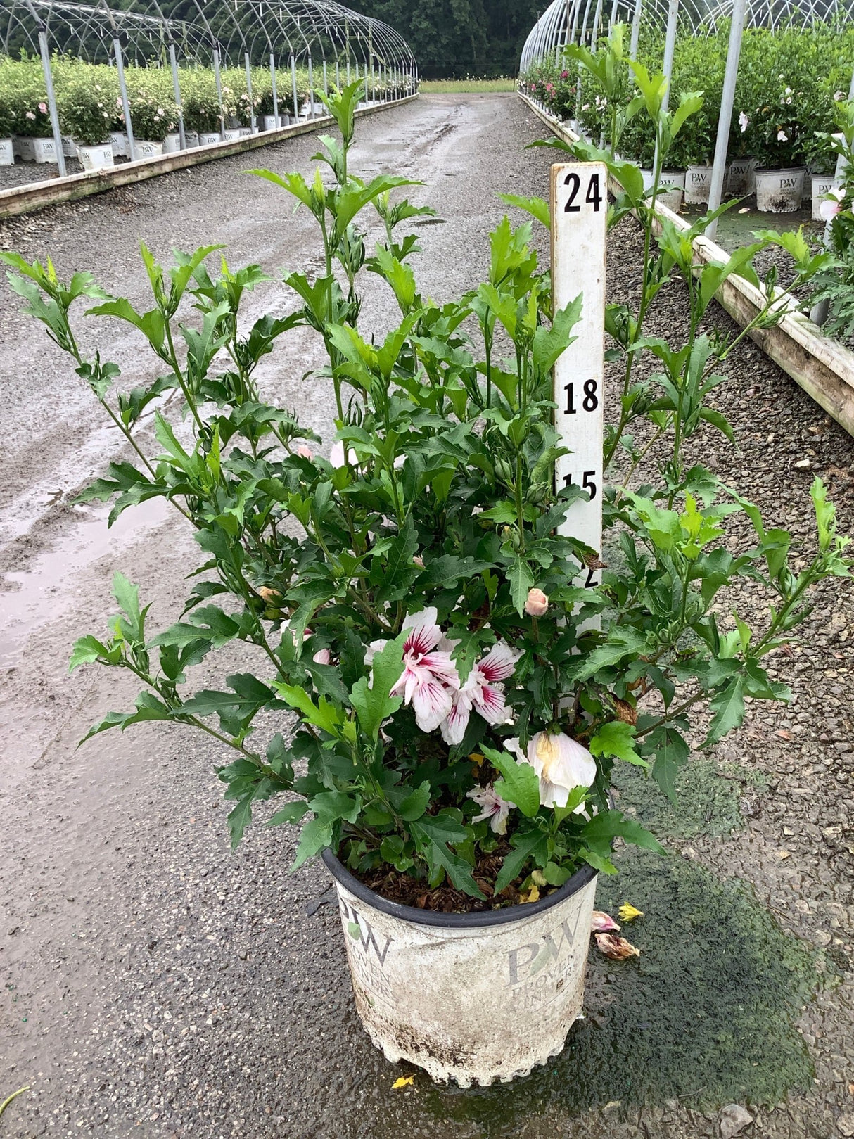 Starblast Chiffon Rose of Sharon shrub in a nursery container showing white blooms with deep red centers amid lush green foliage.