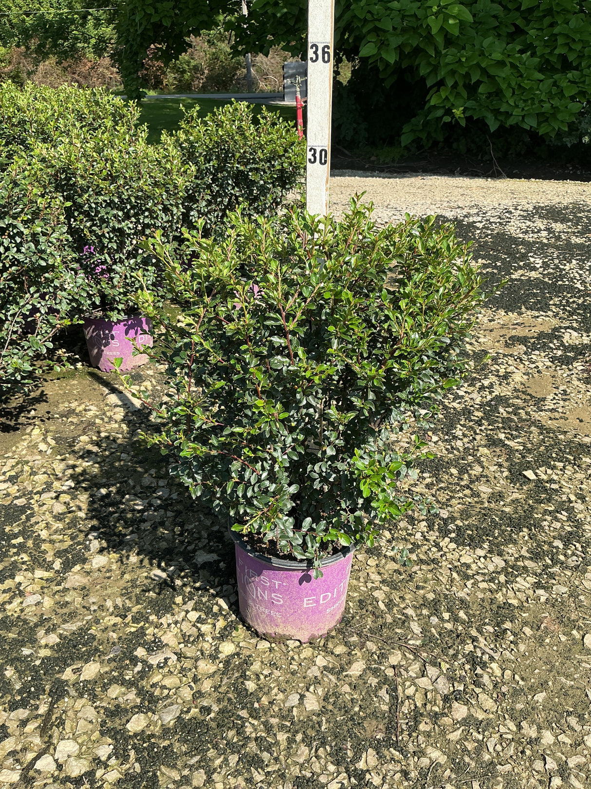 Autumn Inferno Cotoneaster shrub in a #3 container at a nursery, showing dense green foliage on upright stems.