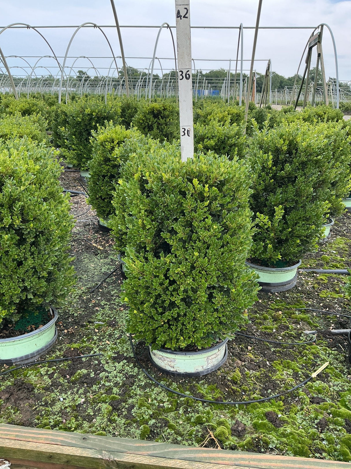 Cranberry Creek Boxwood shrubs growing in nursery containers with dense dark green foliage at a production greenhouse.